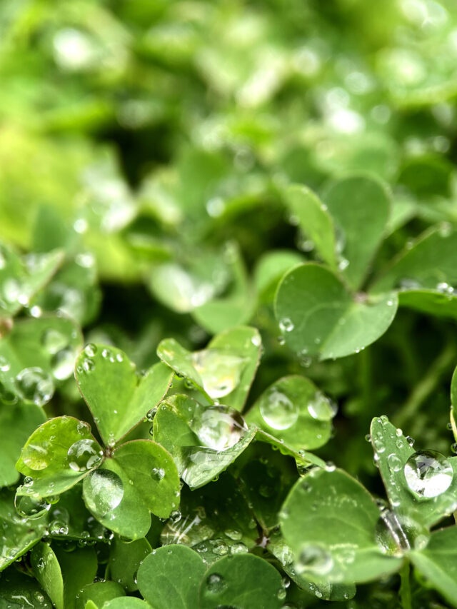 closeup-clover-with-water-droplets